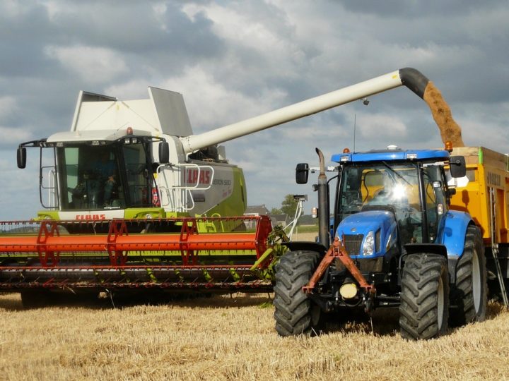 Golden paddy are more expensive