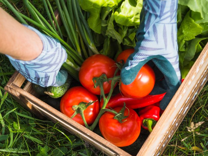 Taking foods on basket made easier